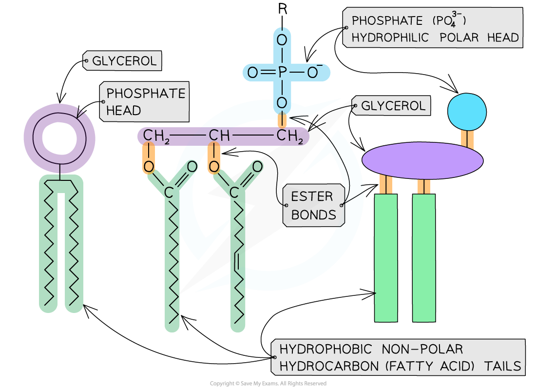The-generalised-molecular-structure-of-a-phospholipid