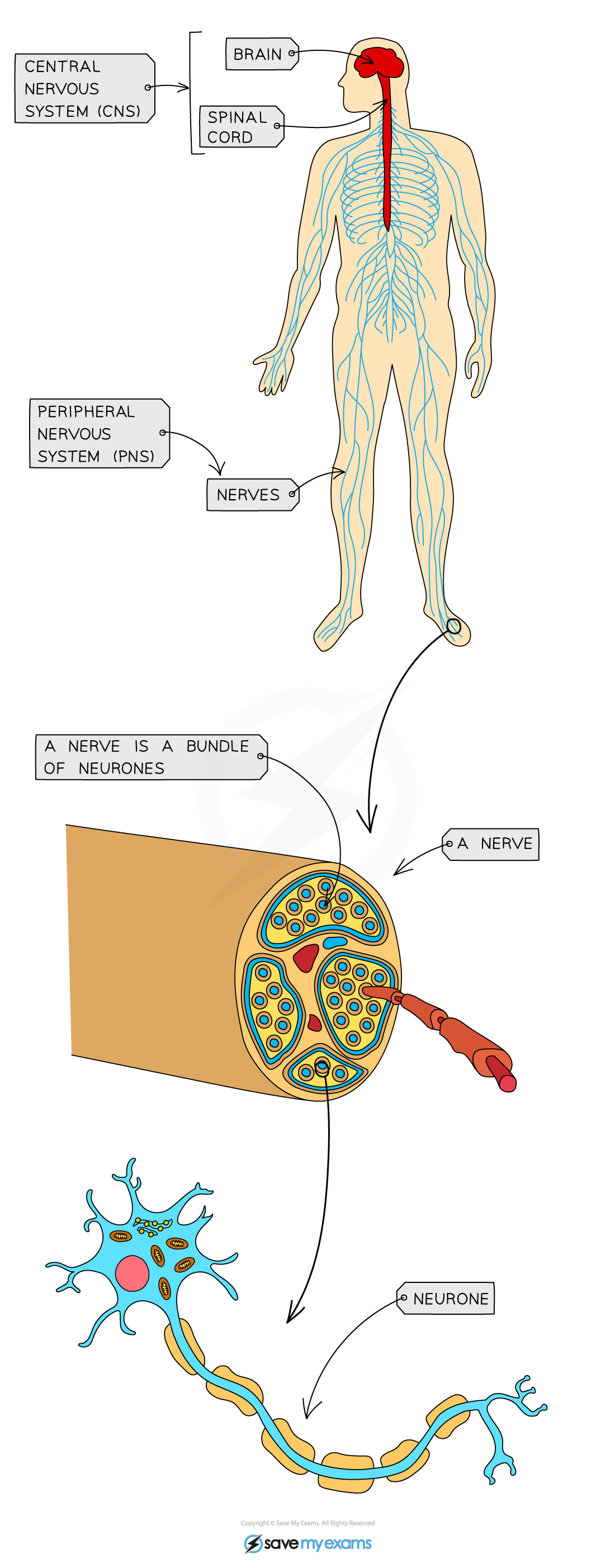 The-human-nervous-system