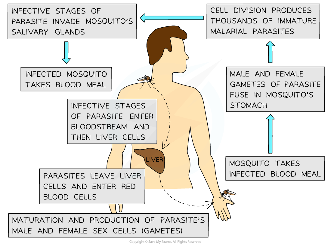 The-life-cycle-of-Plasmodium