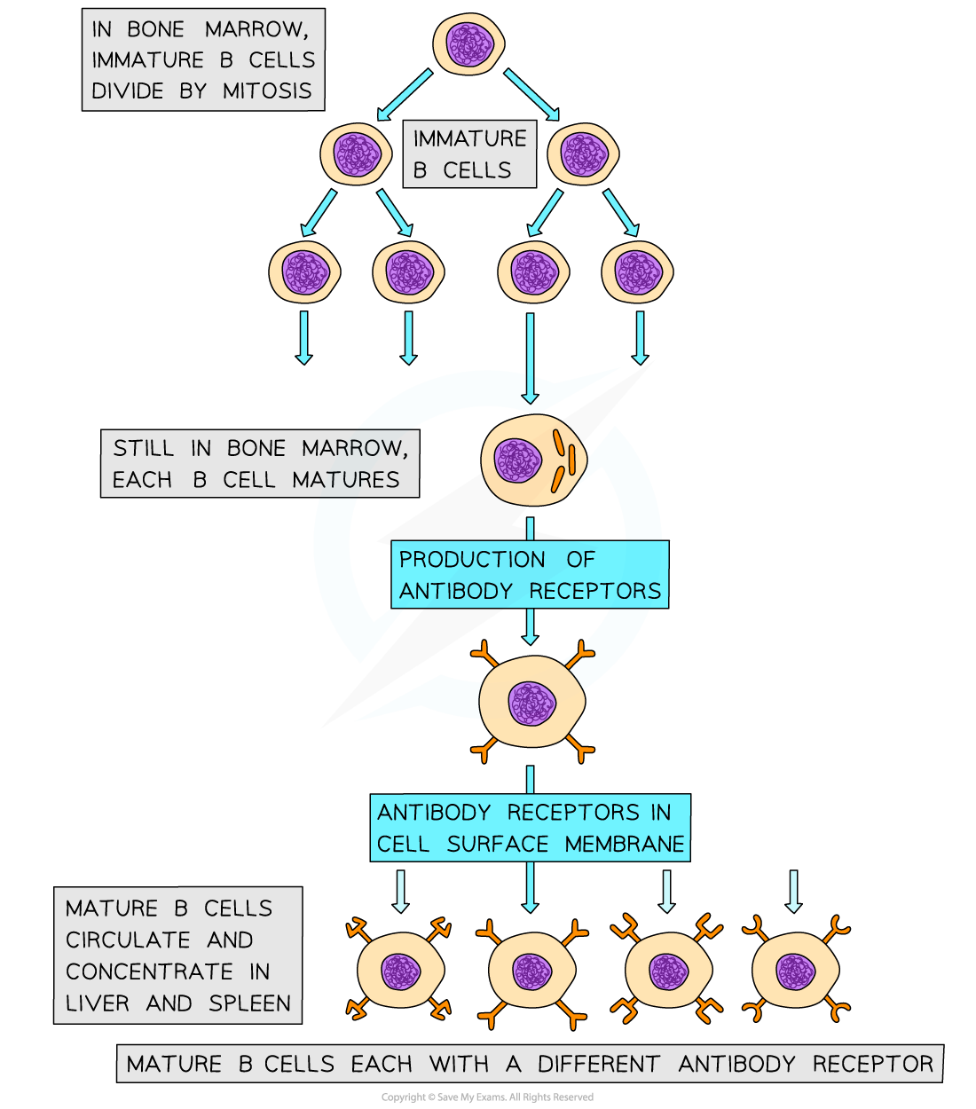 CIE A Level Biology复习笔记11.1.3 Primary Immune Response-翰林国际教育