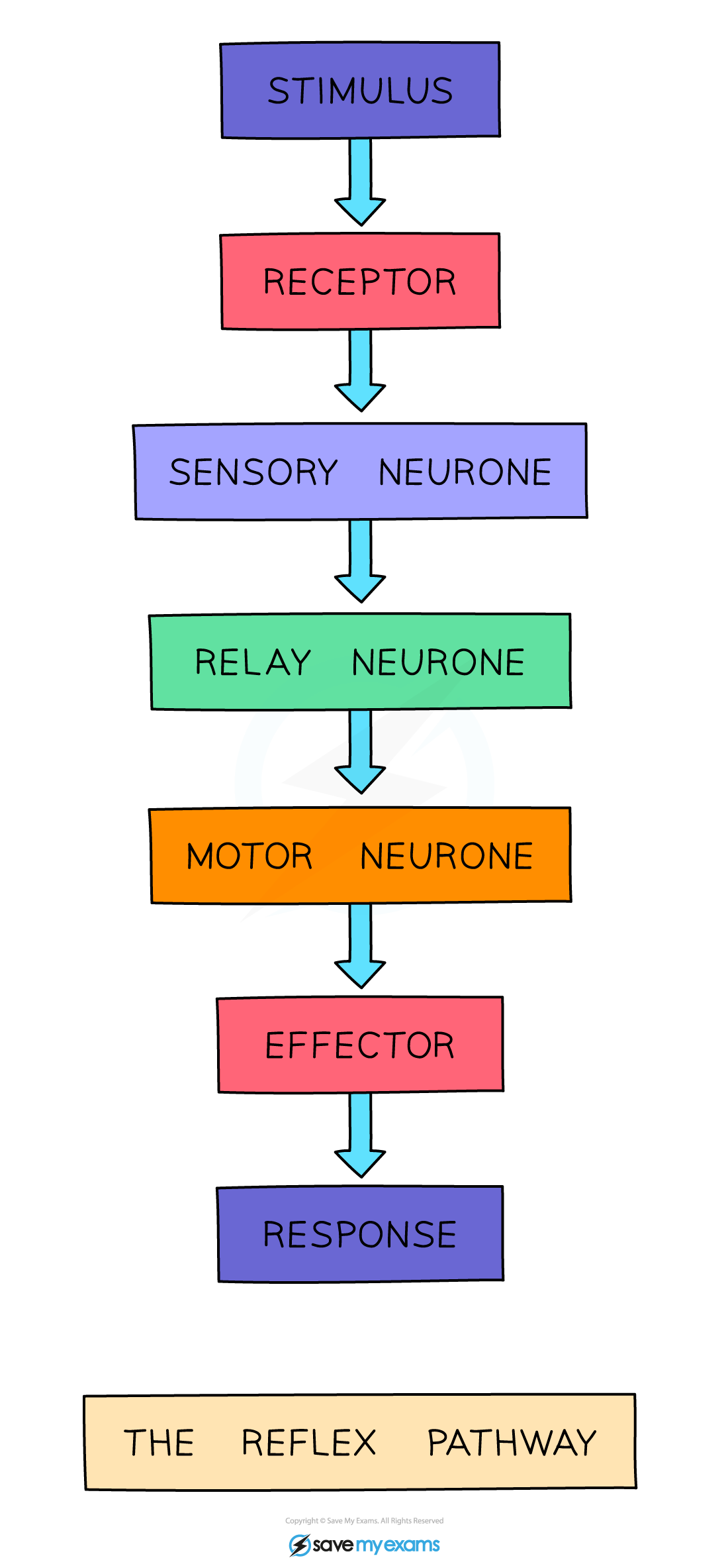 The-reflex-pathway