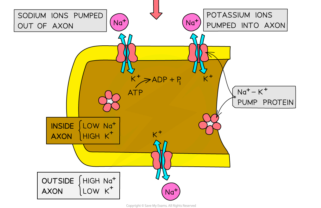 The-resting-potential-of-an-axon2