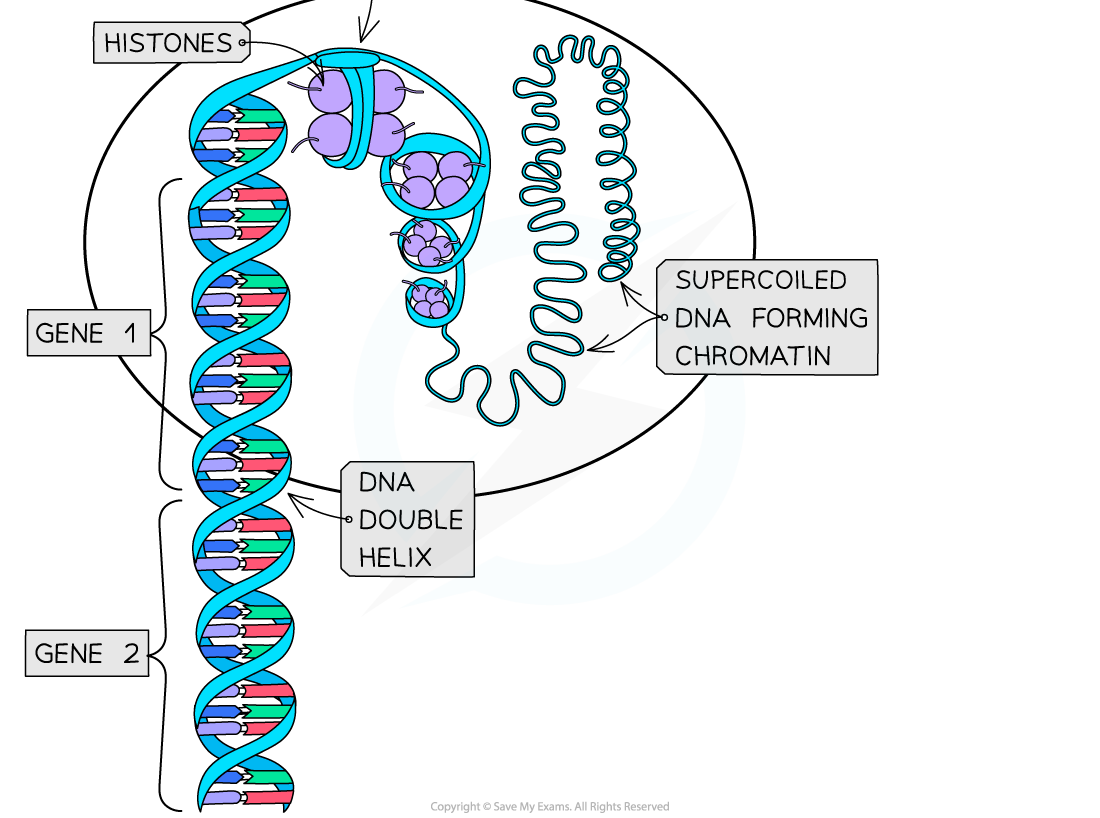 The-structure-of-a-chromosome-at-different-stages-of-mitosis-2