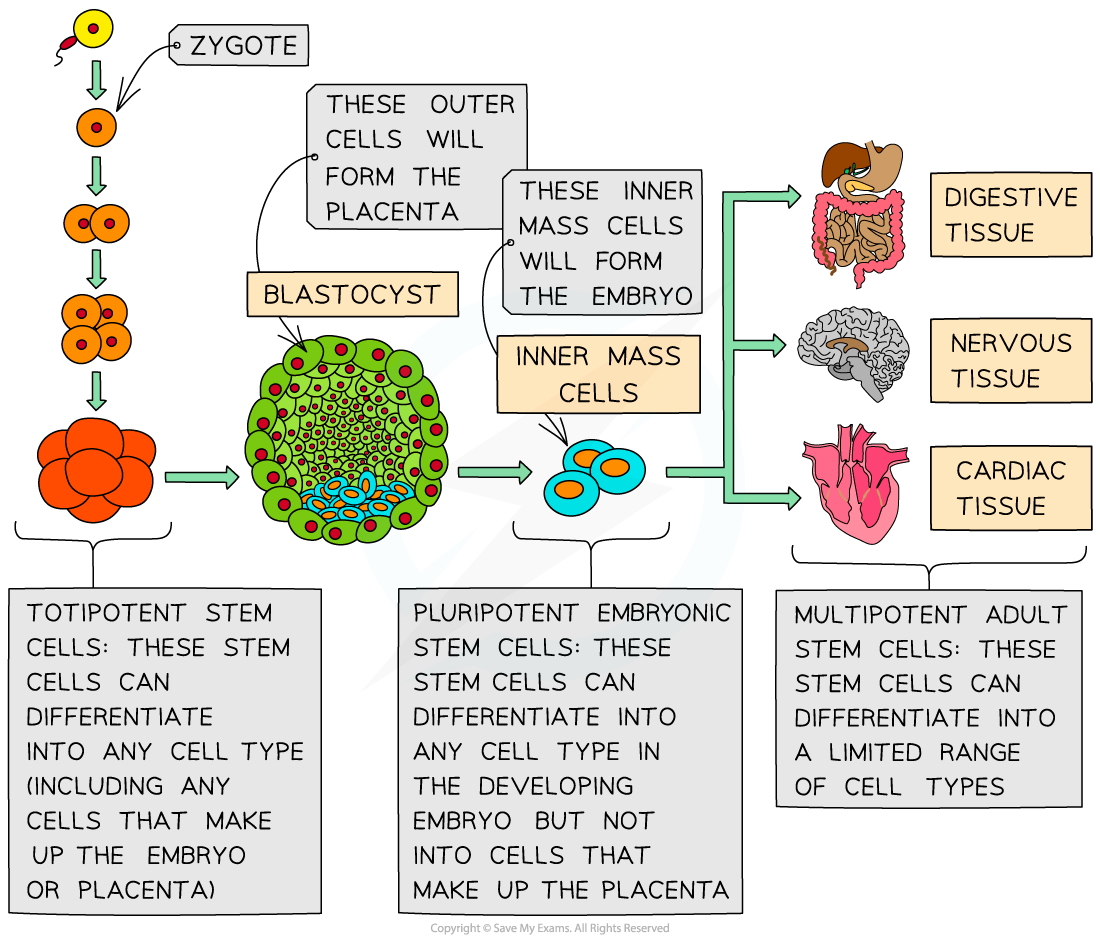 CIE A Level Biology复习笔记5.1.5 The Role of Stem Cells-翰林国际教育