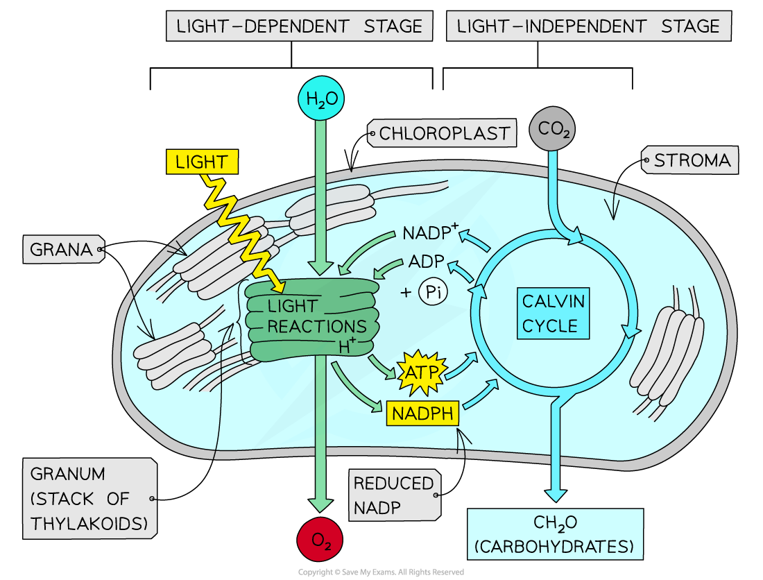 CIE A Level Biology 13 1 2 Stages Of Photosynthesis 