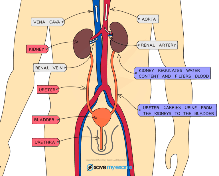 The-urinary-system-in-humans-768x616-1