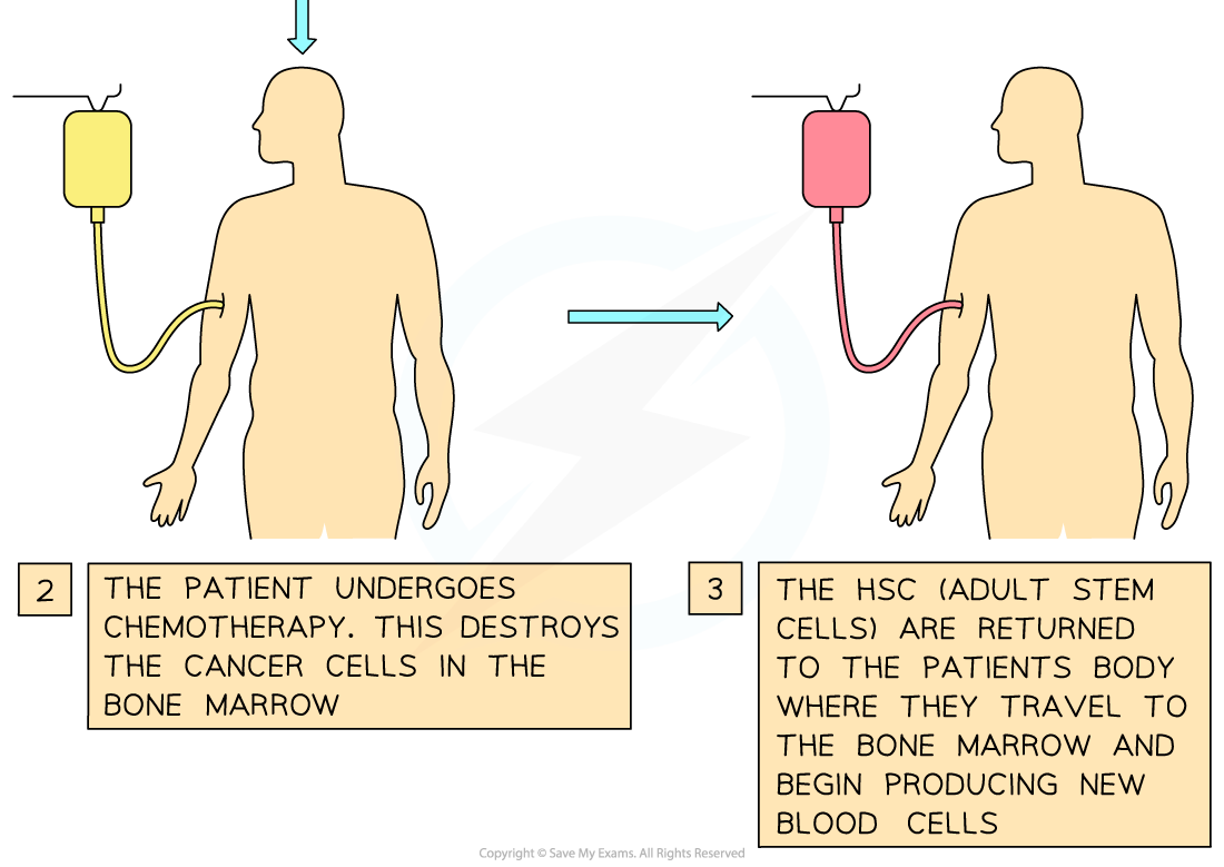 Therapeutic-uses-of-embryonic-and-adult-stem-cells-3