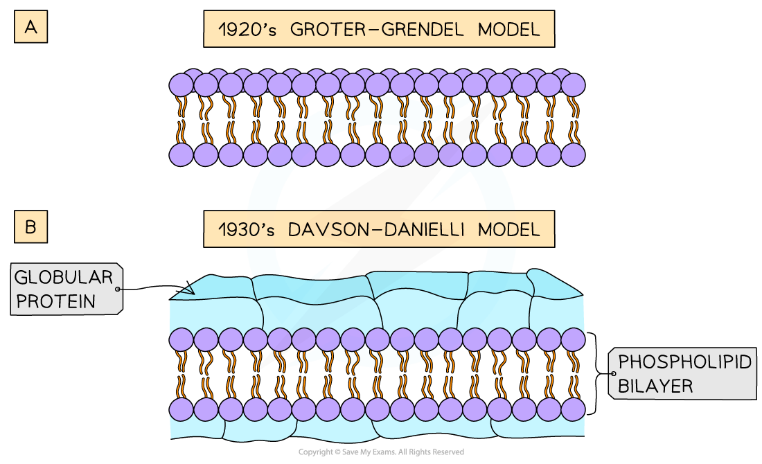 Three-models-of-membrane-structure-1