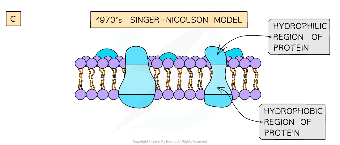 IB DP Biology: SL复习笔记1.3.3 History of Fluid Mosaic Model-翰林 