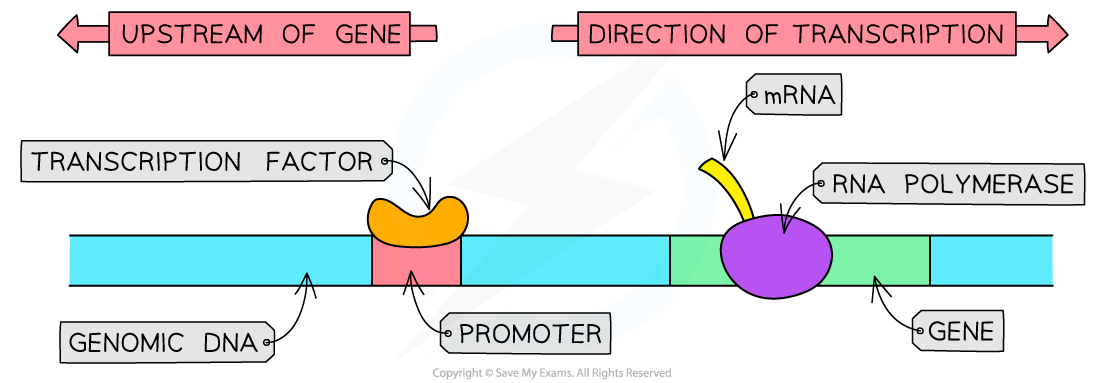 Transcription-Factor-binding-to-Promoter