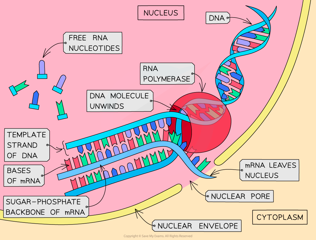 Transcription-in-the-nucleus