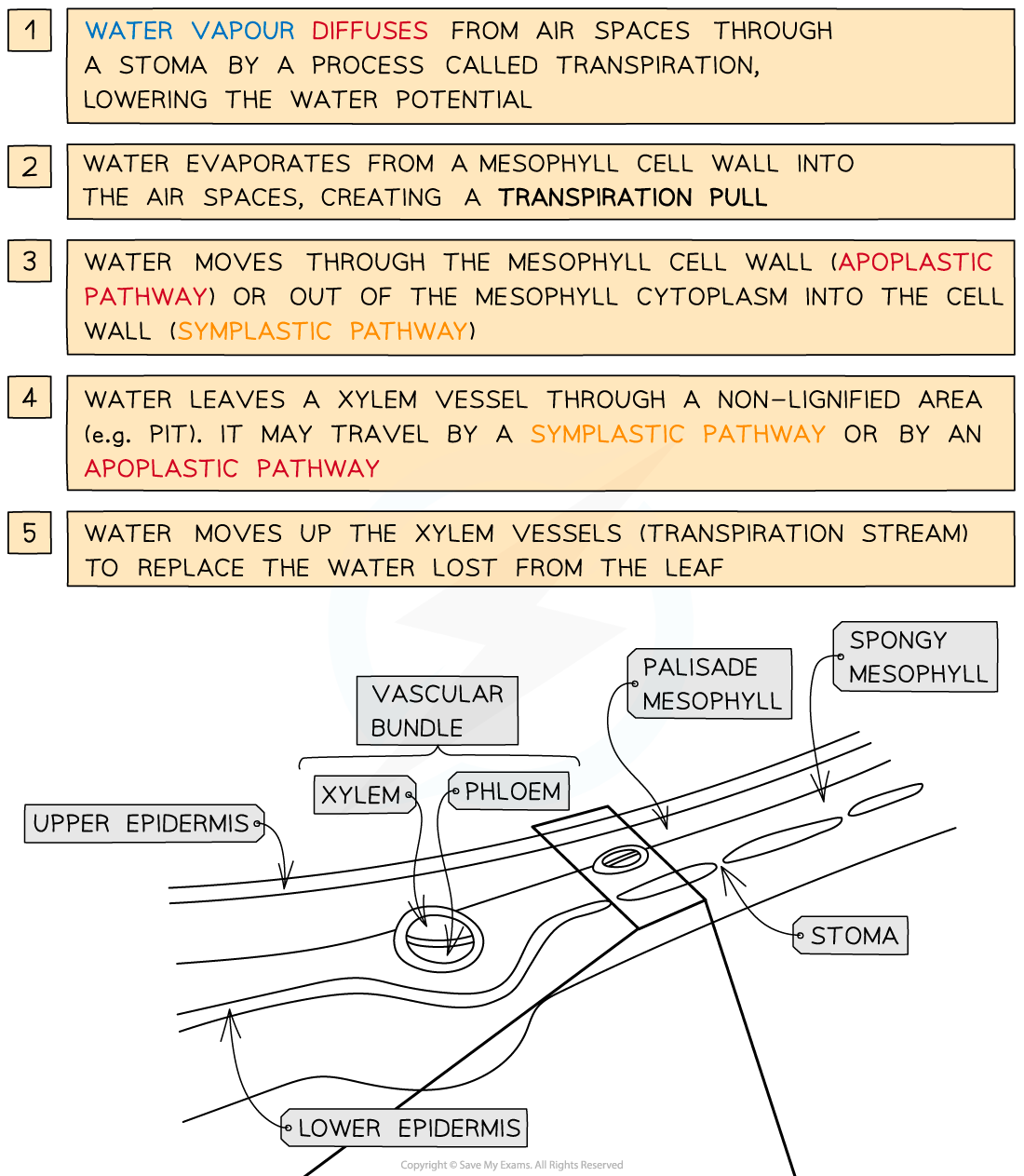 Transpiration-explained-1