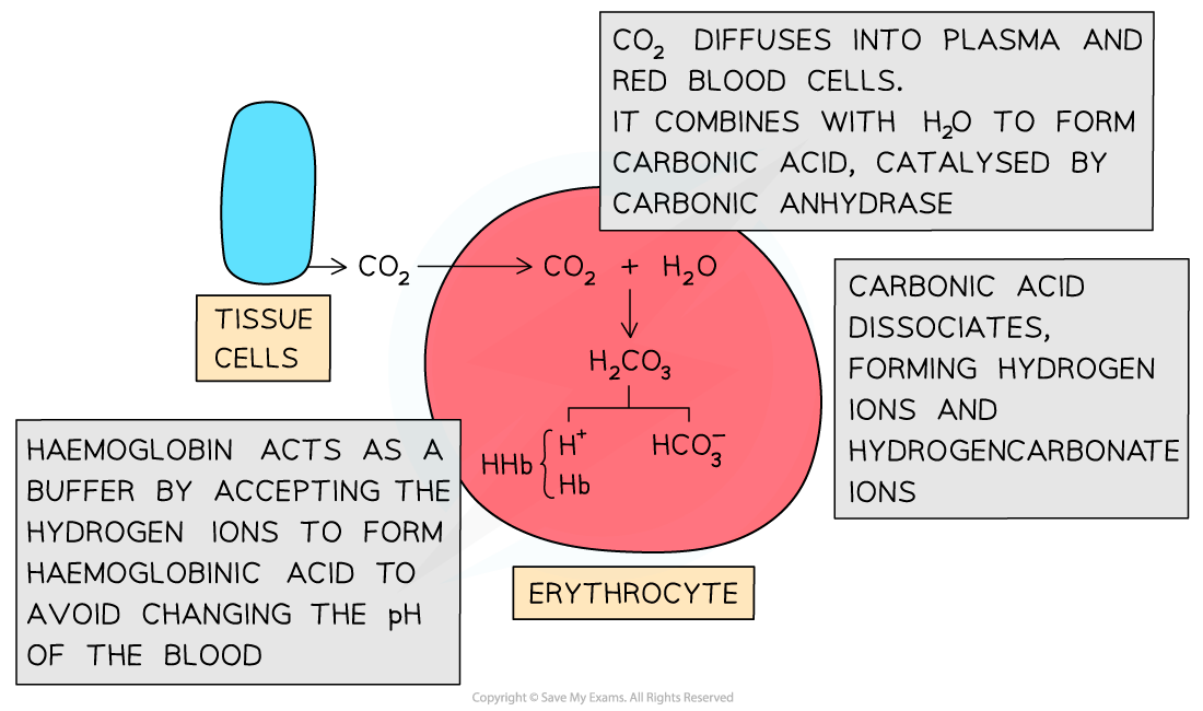 Transport-of-Carbon-Dioxide