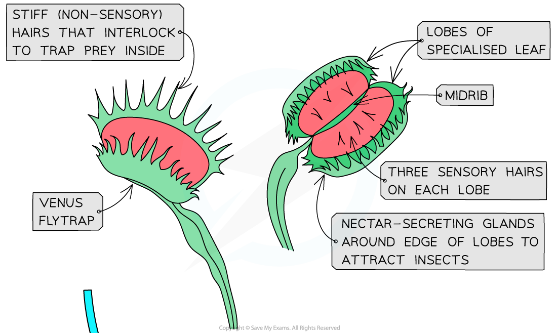 Venus-flytrap-1