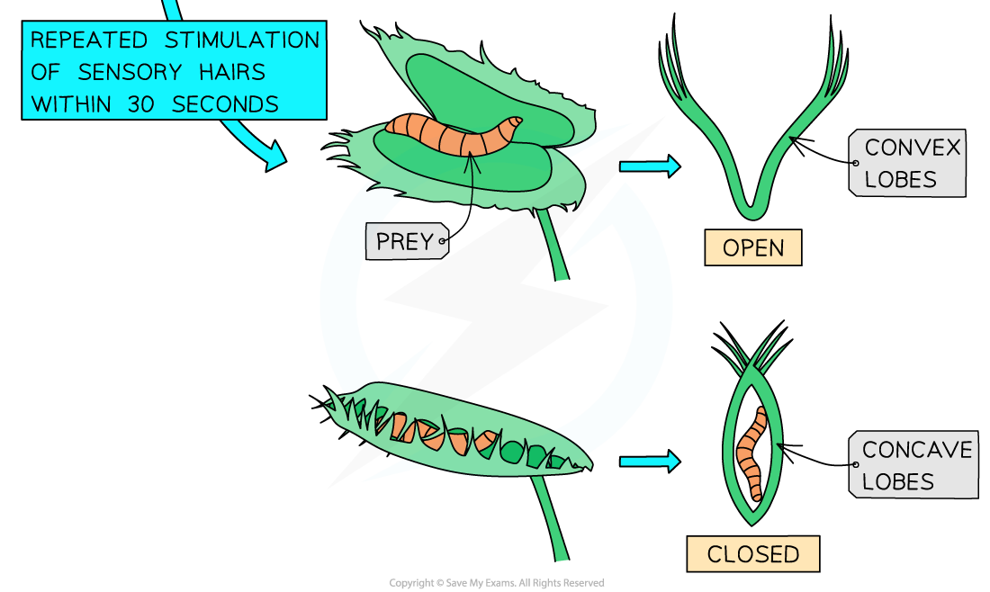 Venus-flytrap-2