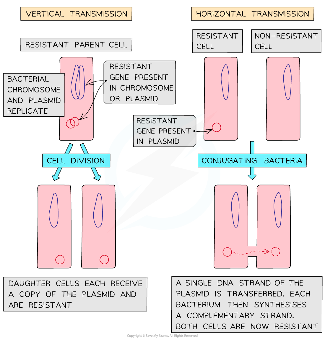 Vertical-and-horizontal-transmission