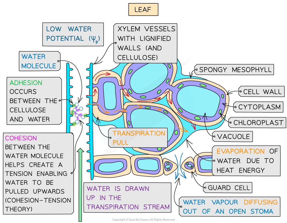 Water-and-the-Transpiration-pull-1