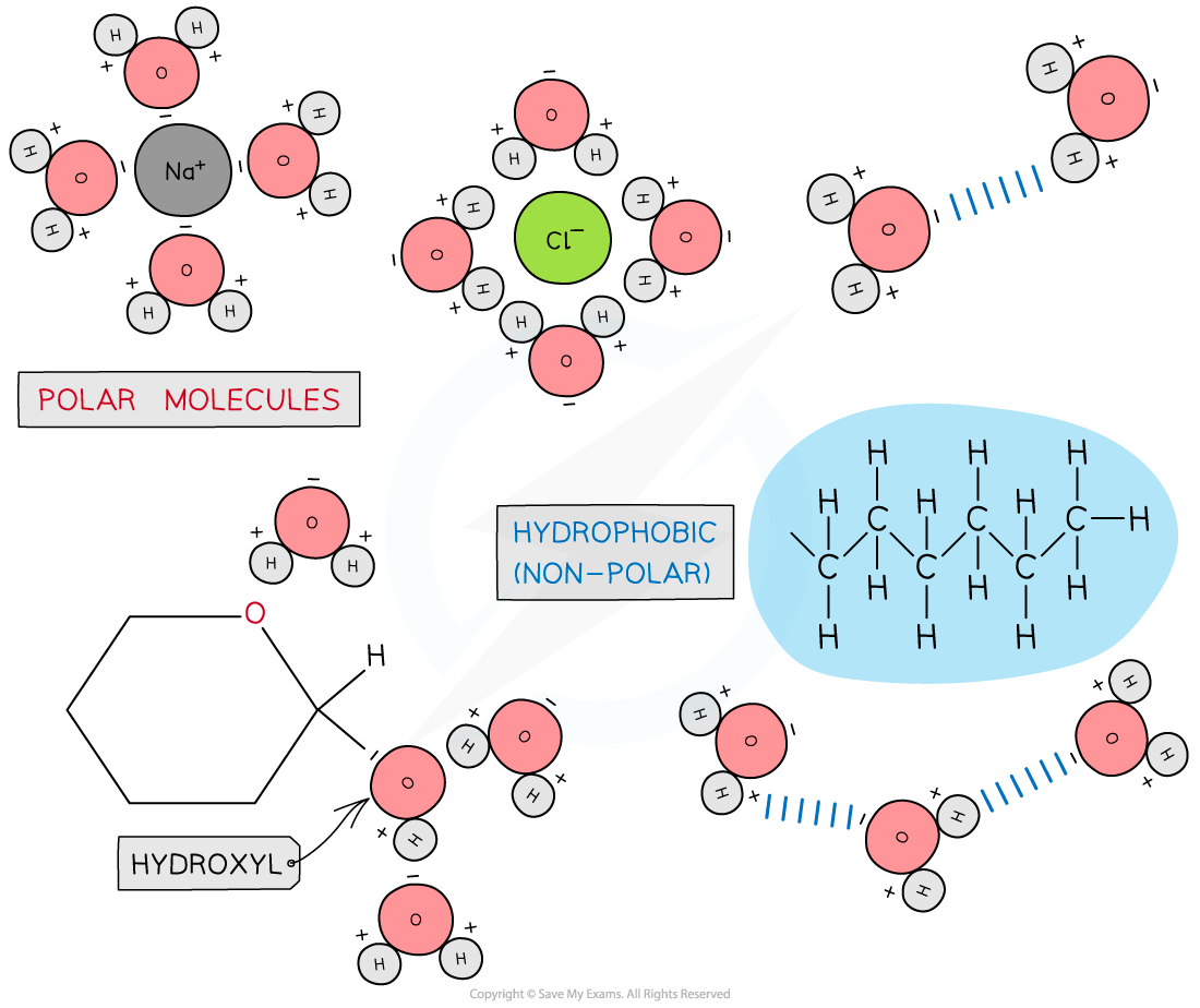 cie-a-level-biology-2-4-2-the-role-of-water-in-living-organisms