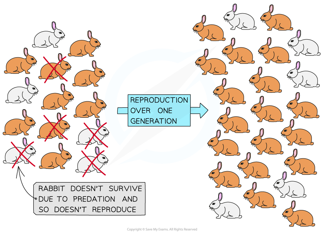 CIE A Level Biology 17 2 1 Natural Selection 