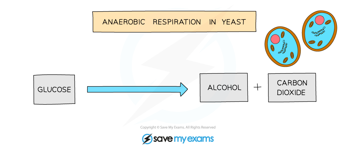 What Is The Equation For Anaerobic Respiration In Plants