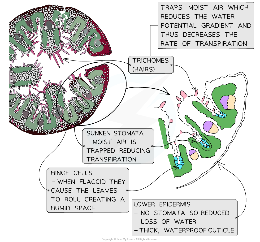 CIE A Level Biology复习笔记7.2.4 Xerophytic Plant Leaf Adaptations-翰林国际教育