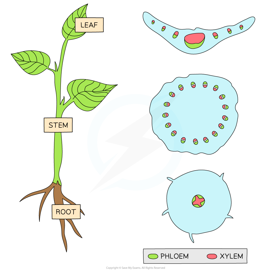 Xylem-Phloem-distribution-in-a-dicot