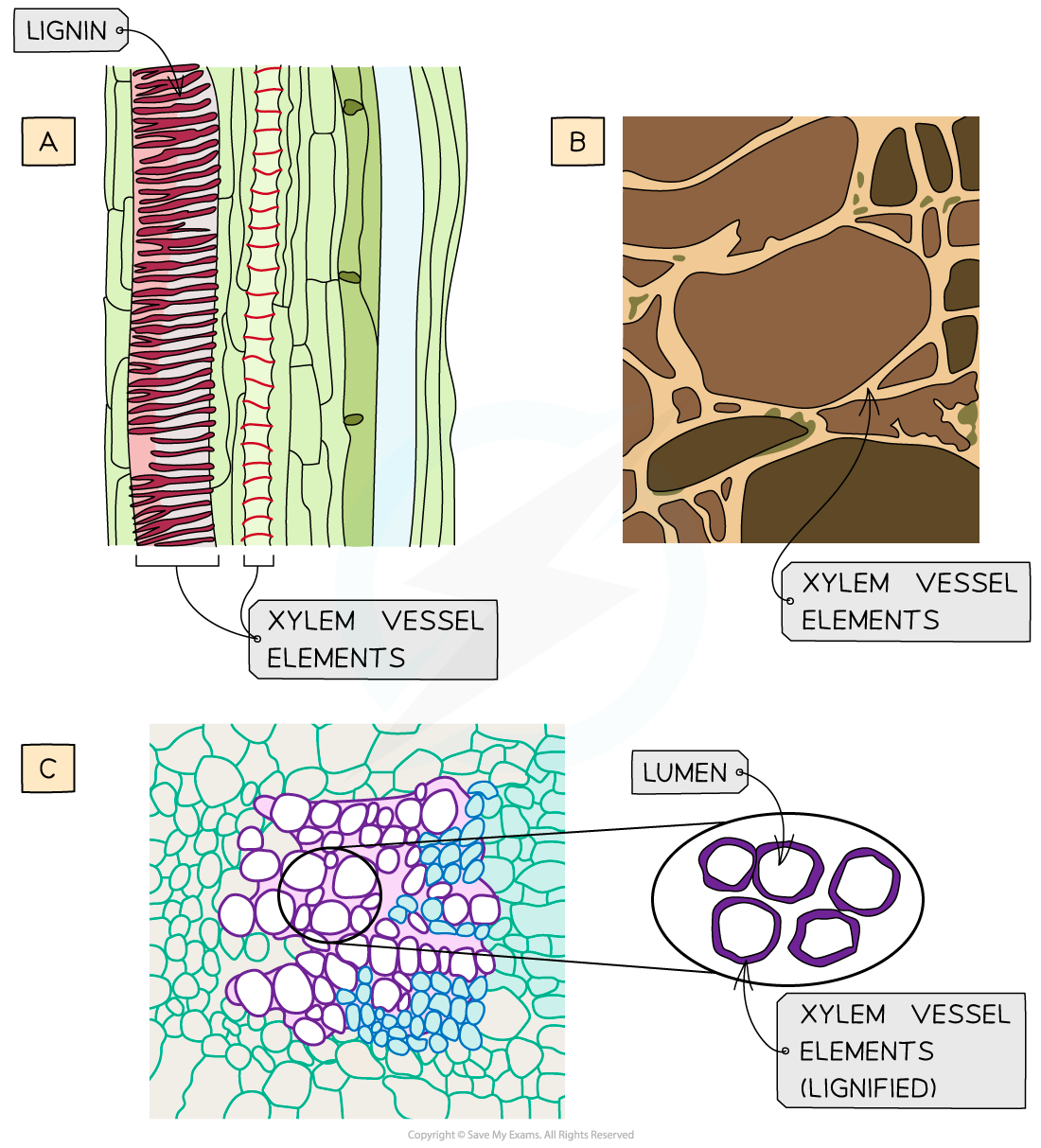 CIE A Level Biology 7 1 3 Xylem Vessels Elements 