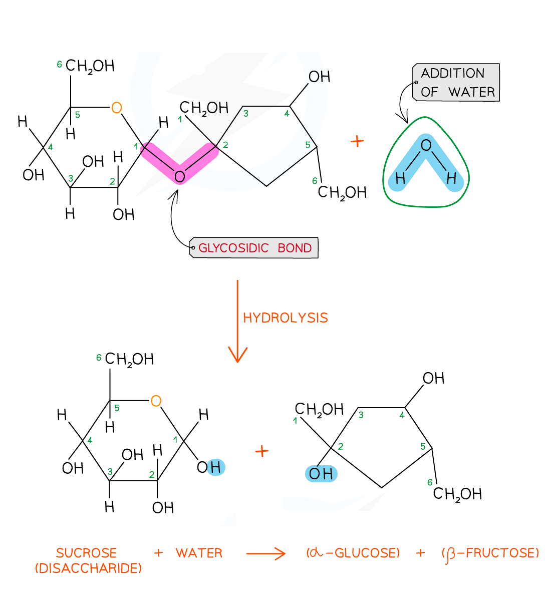 hydrolysis-of-sucrose-2