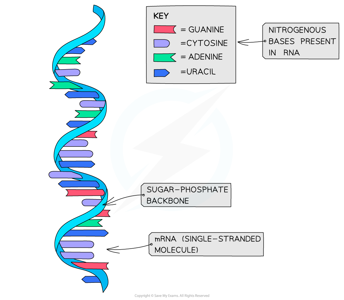 mRNA-as-an-example-of-RNA-structure