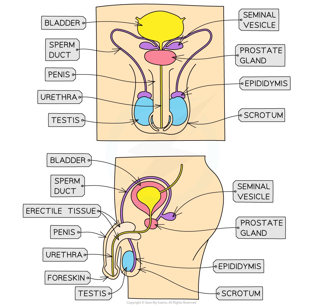 male-reproductive-system-for-IB