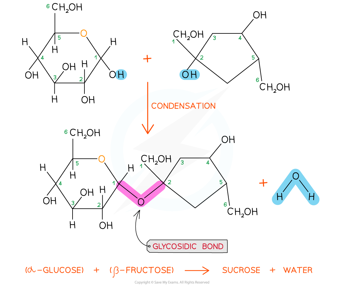 CIE A Level Biology 2 2 4 The Glycosidic Bond 