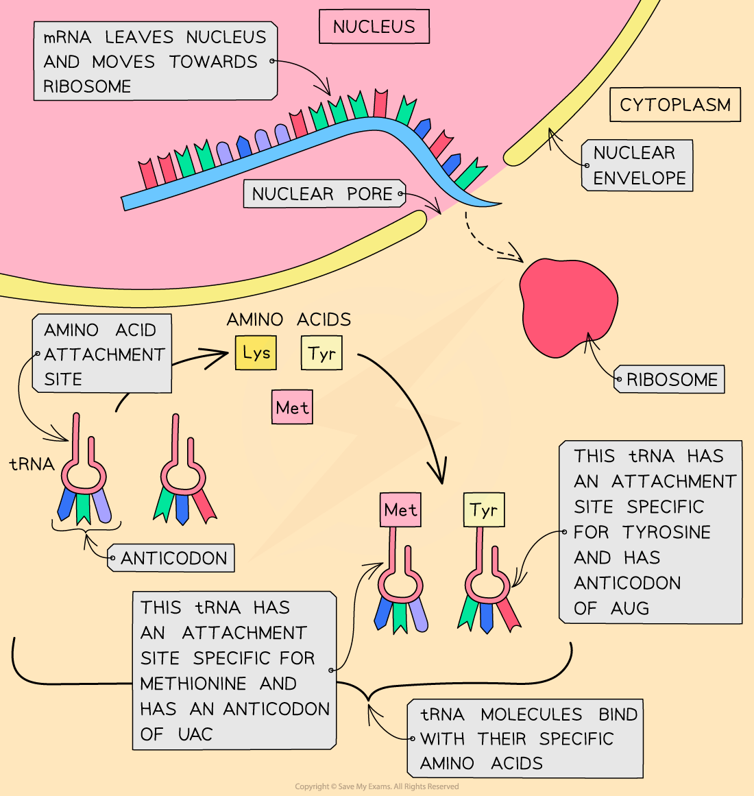 IB DP Biology SL复习笔记2.6.2 Translation翰林国际教育