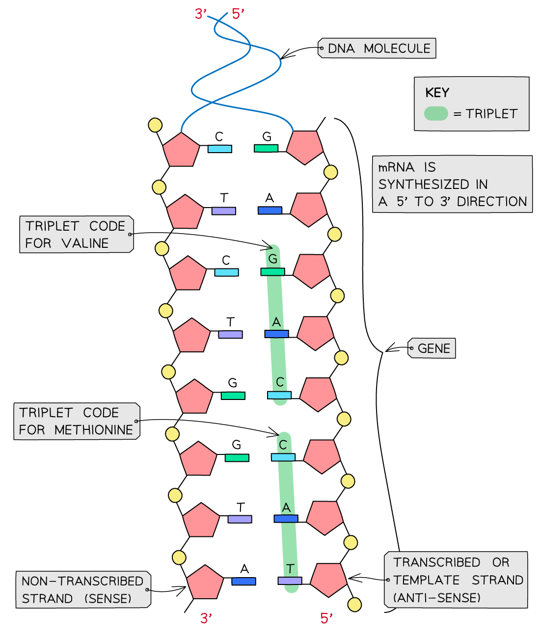 CIE A Level Biology 6 2 2 The Universal Genetic Code 