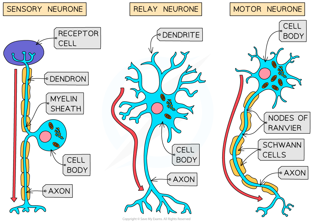 Cie A Level Biology Neurones