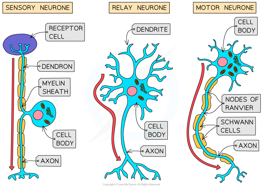 types-of-neurone-correct