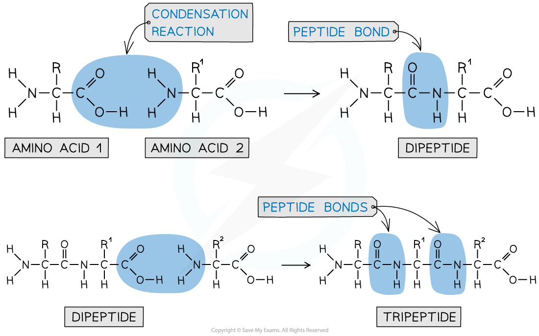 7.6-Nitrogen-Compounds-Formation-of-Peptide-Bonds