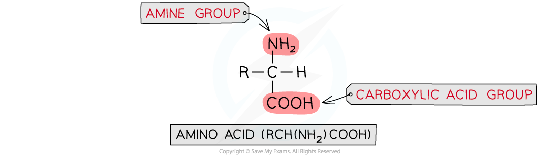 7.6-Nitrogen-Compounds-General-Structural-Formula-of-Amino-Acids