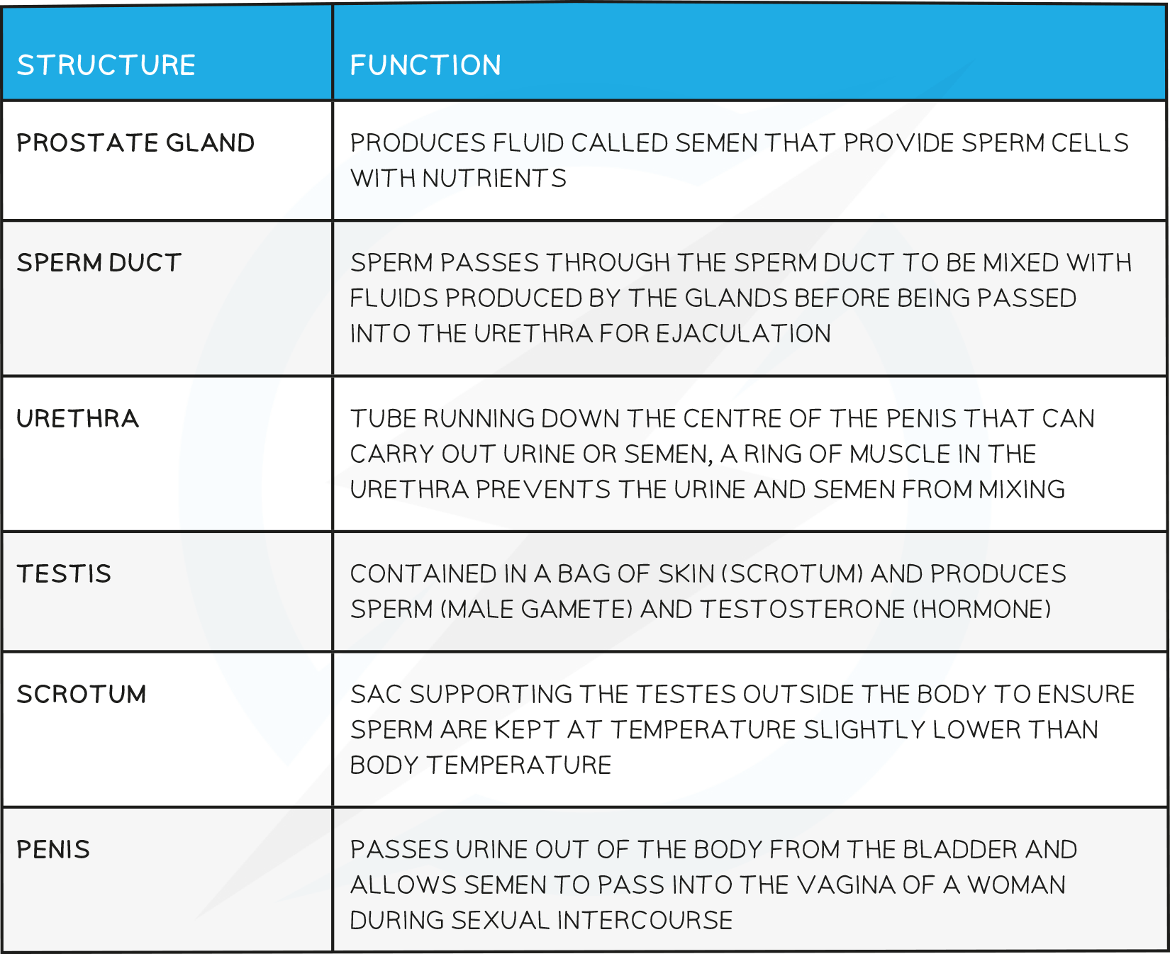 Edexcel IGCSE Biology Double Science 3 1 5 Sexual Reproduction In   16.4 The Male Reproductive System Table 