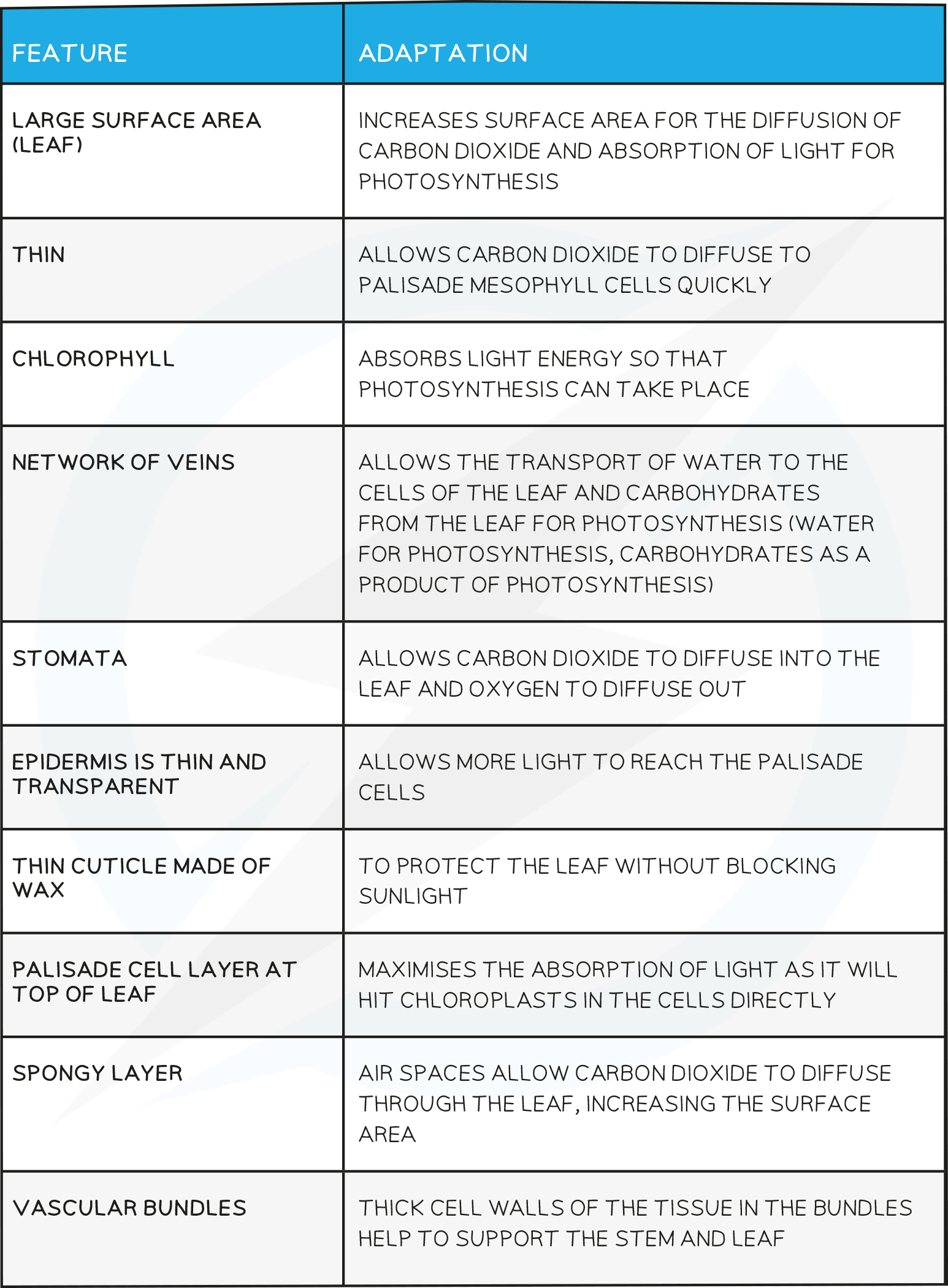 Adaptations-of-Leaf-for-Photosynthesis-table