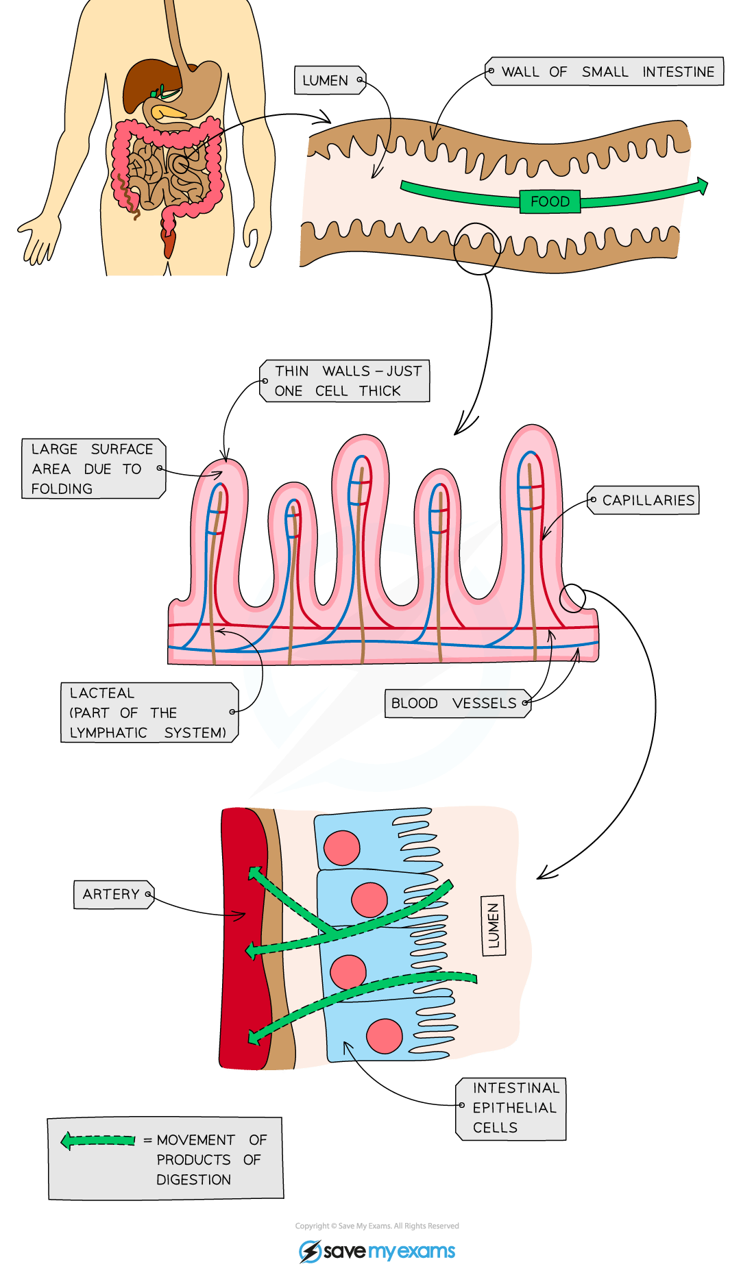 Adaptations-of-the-small-intestine-1