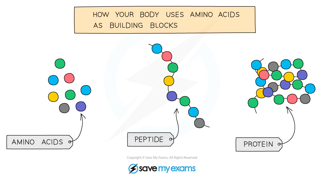 Amino-acids-join-together-to-form-proteins