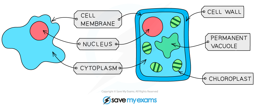 An-animal-and-plant-cell-as-seen-under-a-light-microscope