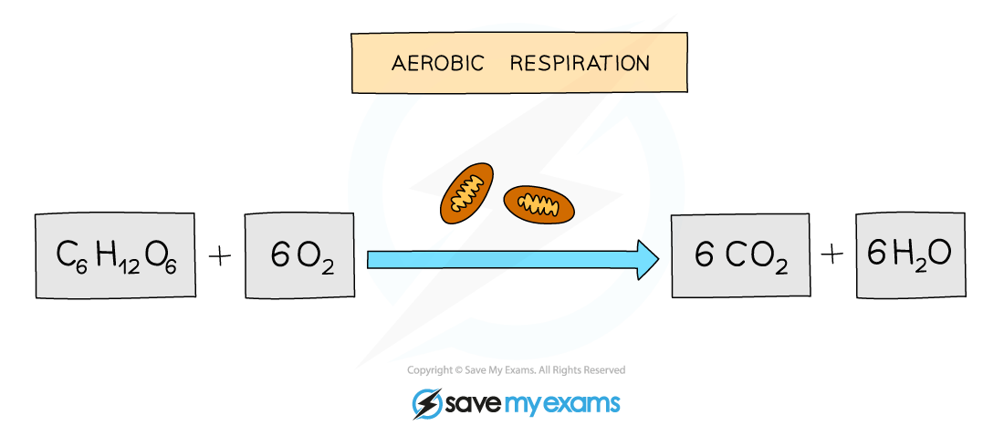 Balanced-equation-for-aerobic-respiration