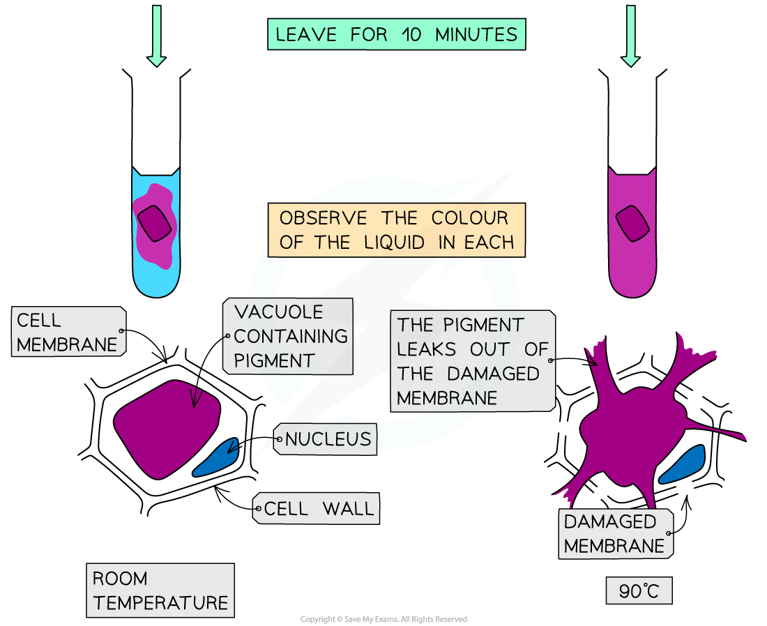 Beetroot-and-diffusion-2