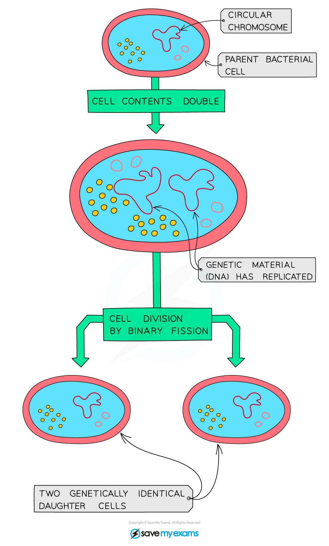 Binary-fission-in-bacteria