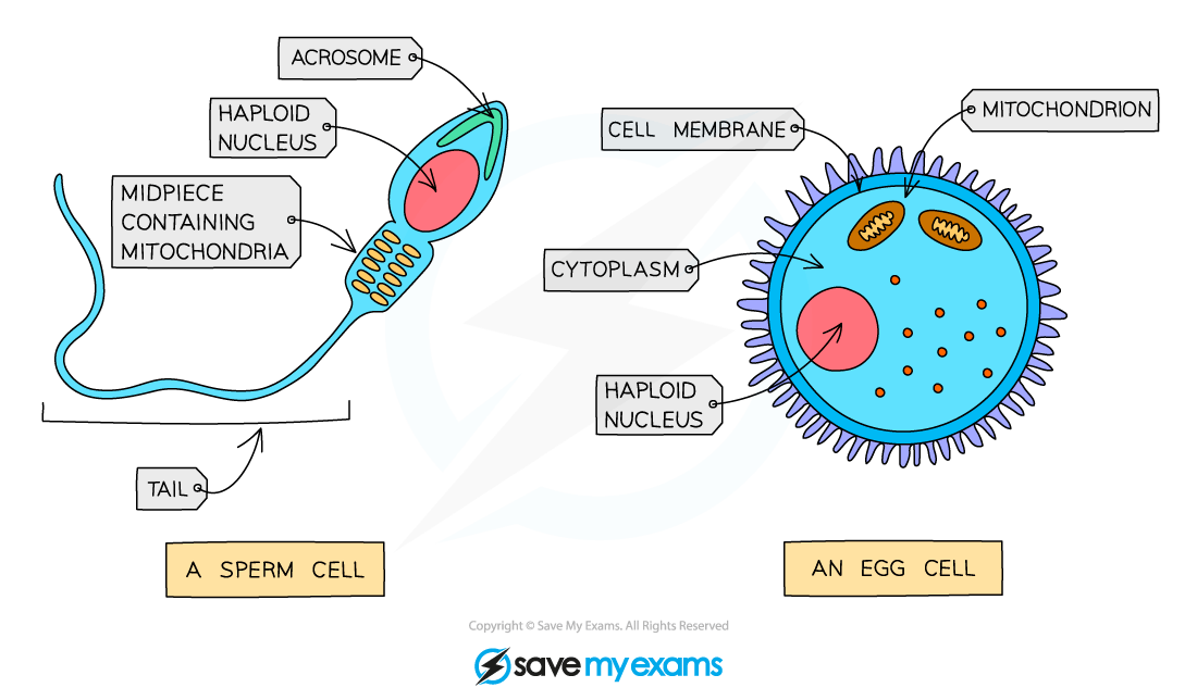 Comparing-sperm-and-egg-cells-illustration