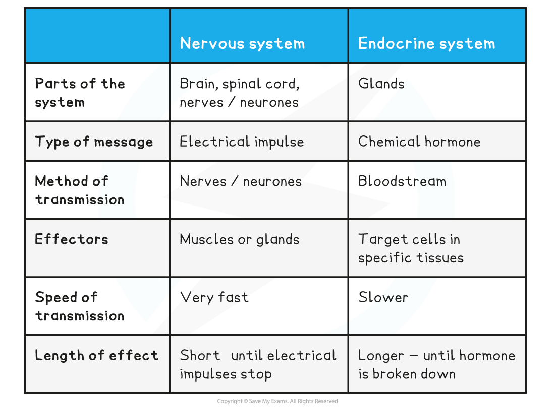 Comparing-the-features-of-the-nervous-endocrine-system-table