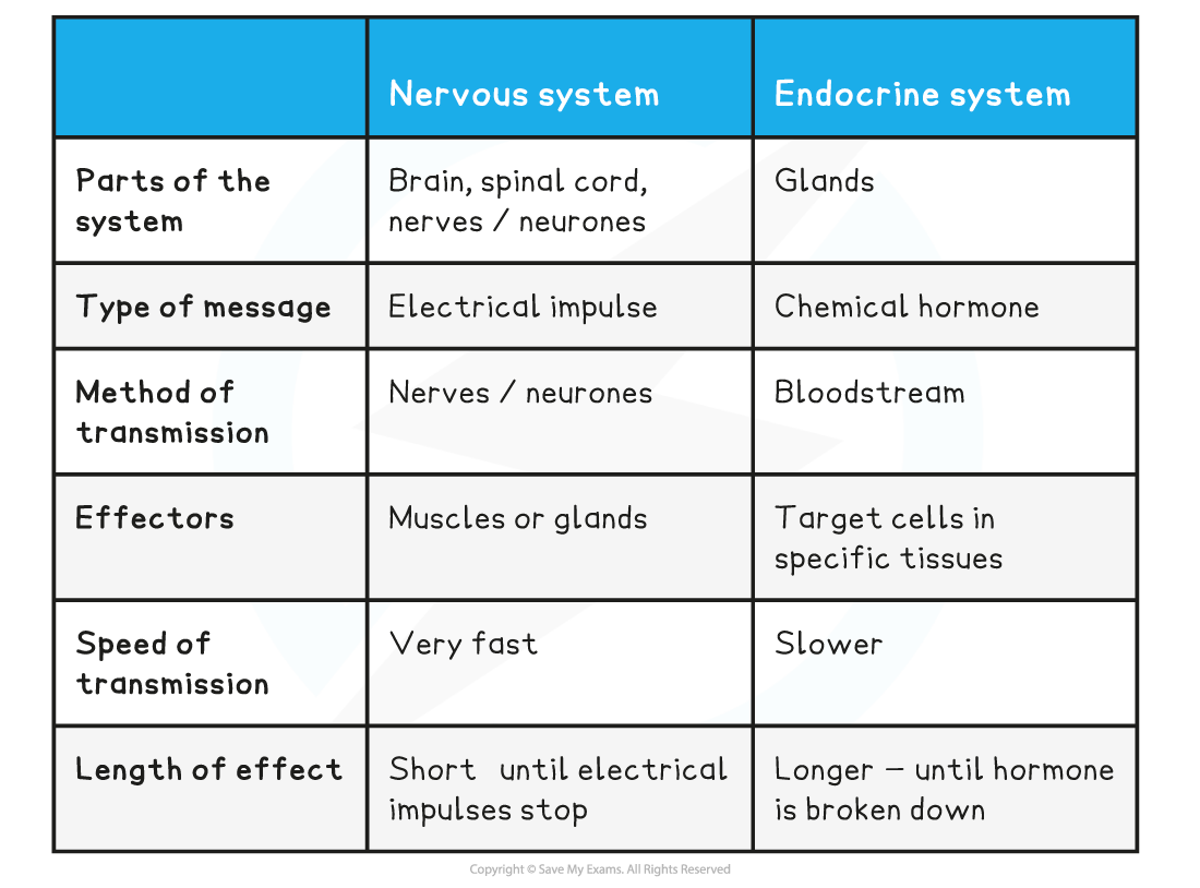 Edexcel IGCSE Biology Double Science 2 10 5 Co ordination Systems
