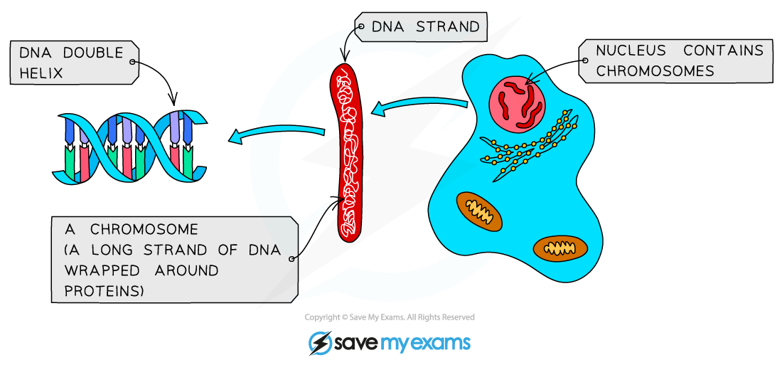 DNA-genes-and-chromosomes