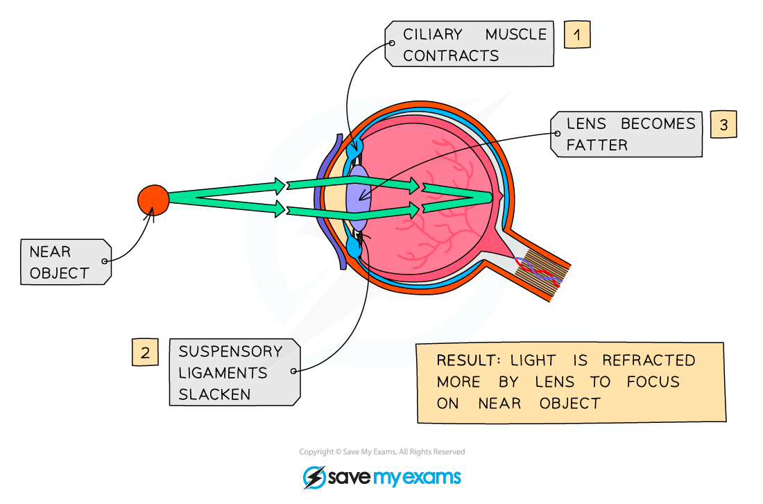 Diagram-showing-the-eye-when-an-object-is-close-up